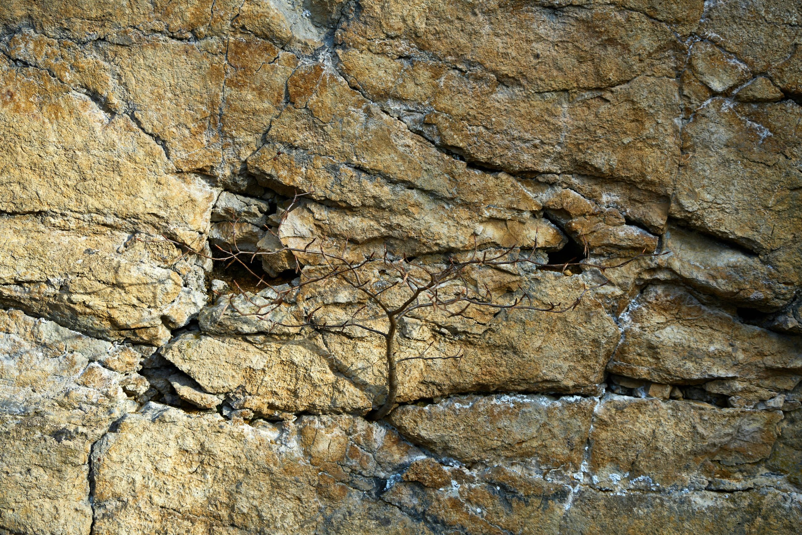 Close-up image showing different types of rock cracks