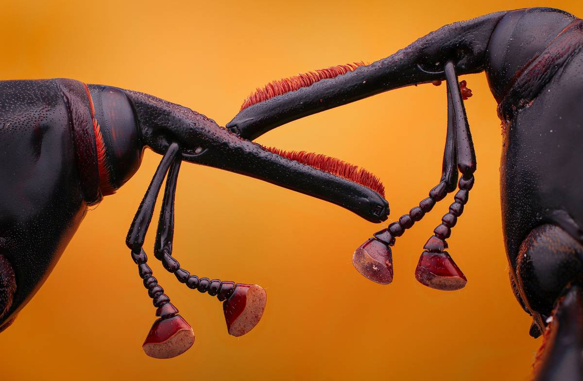 Diagram showing parts of a replaceable spike piton